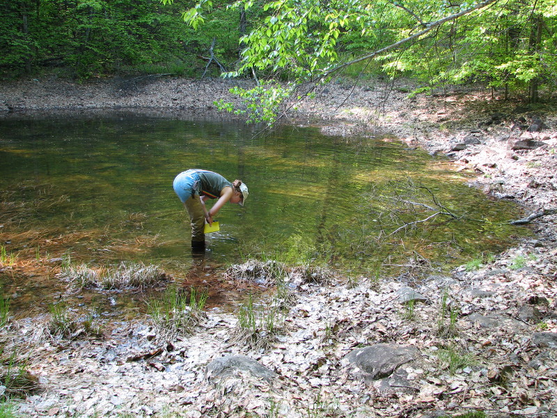 Black leaf pools like this one have little (sparse) or no vegetation in the basin Black leaf pools like this one have little (sparse) or no vegetation in the basin. Credit: M. Furedi